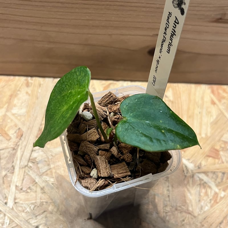 アンスリウム キングオブスペード× レッドダークフェニックス【❶ 葉脈赤み強め】 🌱Anthurium 'Red Dark Phoenix' 🌱 original division from Mr