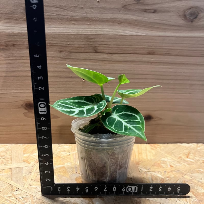 アンスリウム　ドラヤキ アンスリウム：ドラヤキ×エースオブスペード 3.5号ポット の通販