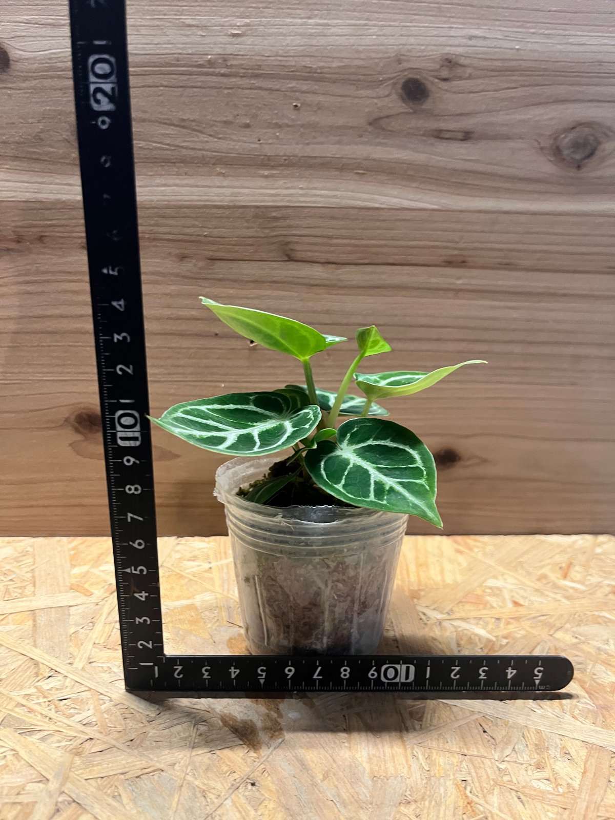 アンスリウム　ドラヤキ アンスリウム ドラヤキ【168】 | PROTOLEAF プロトリーフ