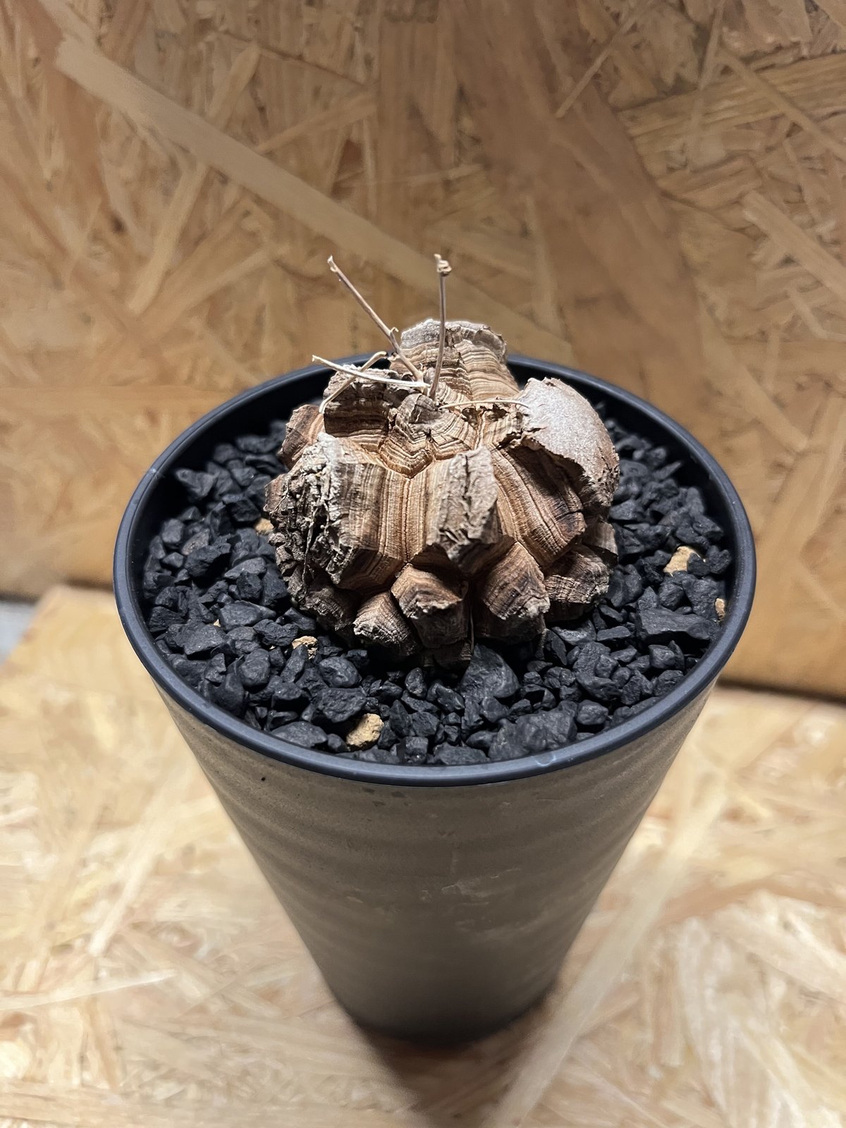 亀甲竜 ディオスコレア エレファンティペス | GREEN LUCK