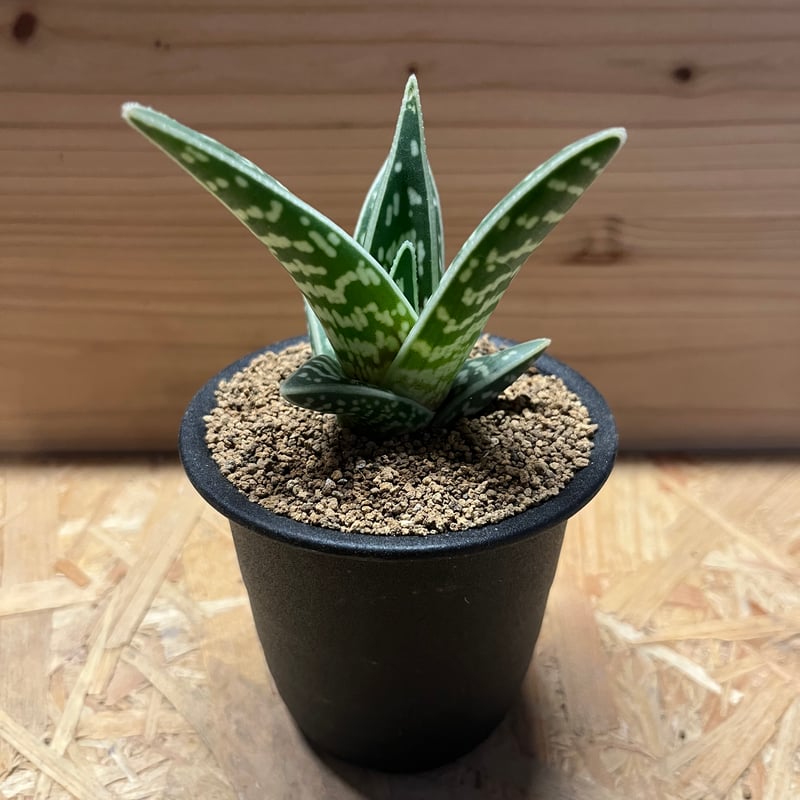 アロエ 千代田錦 | GREEN LUCK