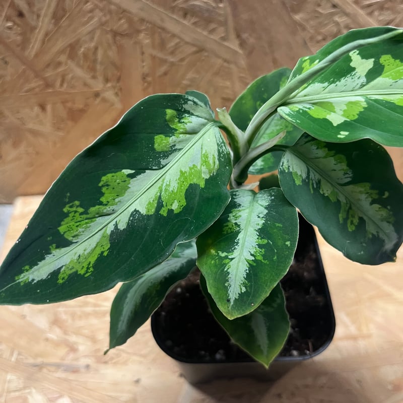 アグラオネマ　緑3色 楽天市場】『アグラオネマ・ピクタム・トリカラー・スタースポット』 3