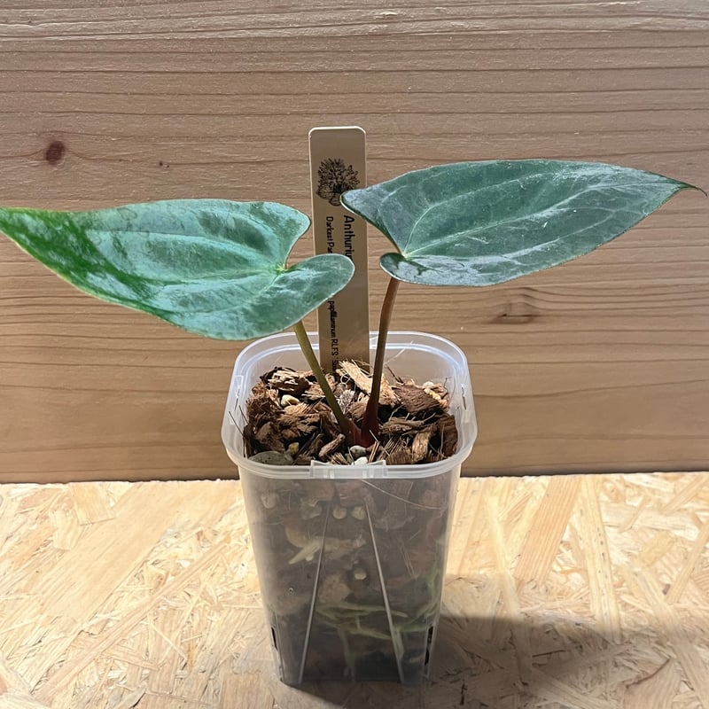 アンスリウム ダーケストパナマ×ソウルリーパー | GREEN LUCK