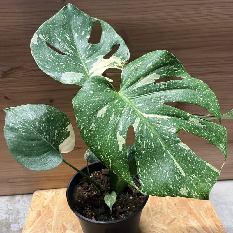 た*き様 今回は送料込み　モンステラ斑入り（イエローモンスター） 斑入りモンステラ イエローモンスター | GREEN LUCK