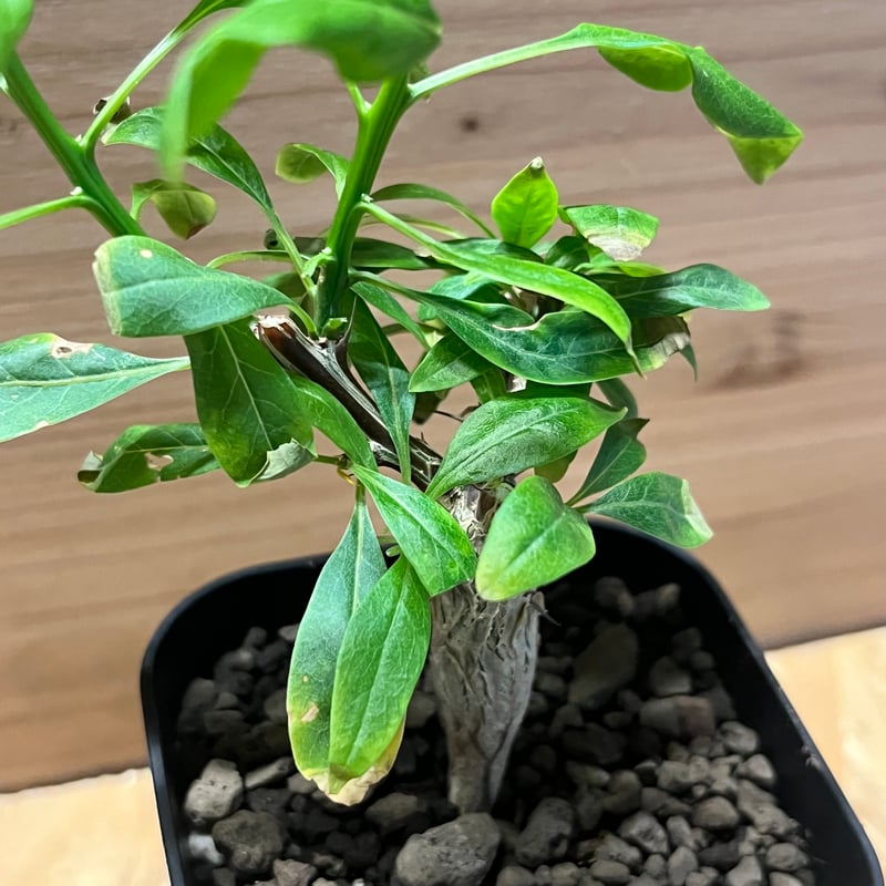 「種子20粒」フォークイエリア ファシクラータ フォークイエリア・ファシクラータ | 多肉植物・特別な鉢の販売