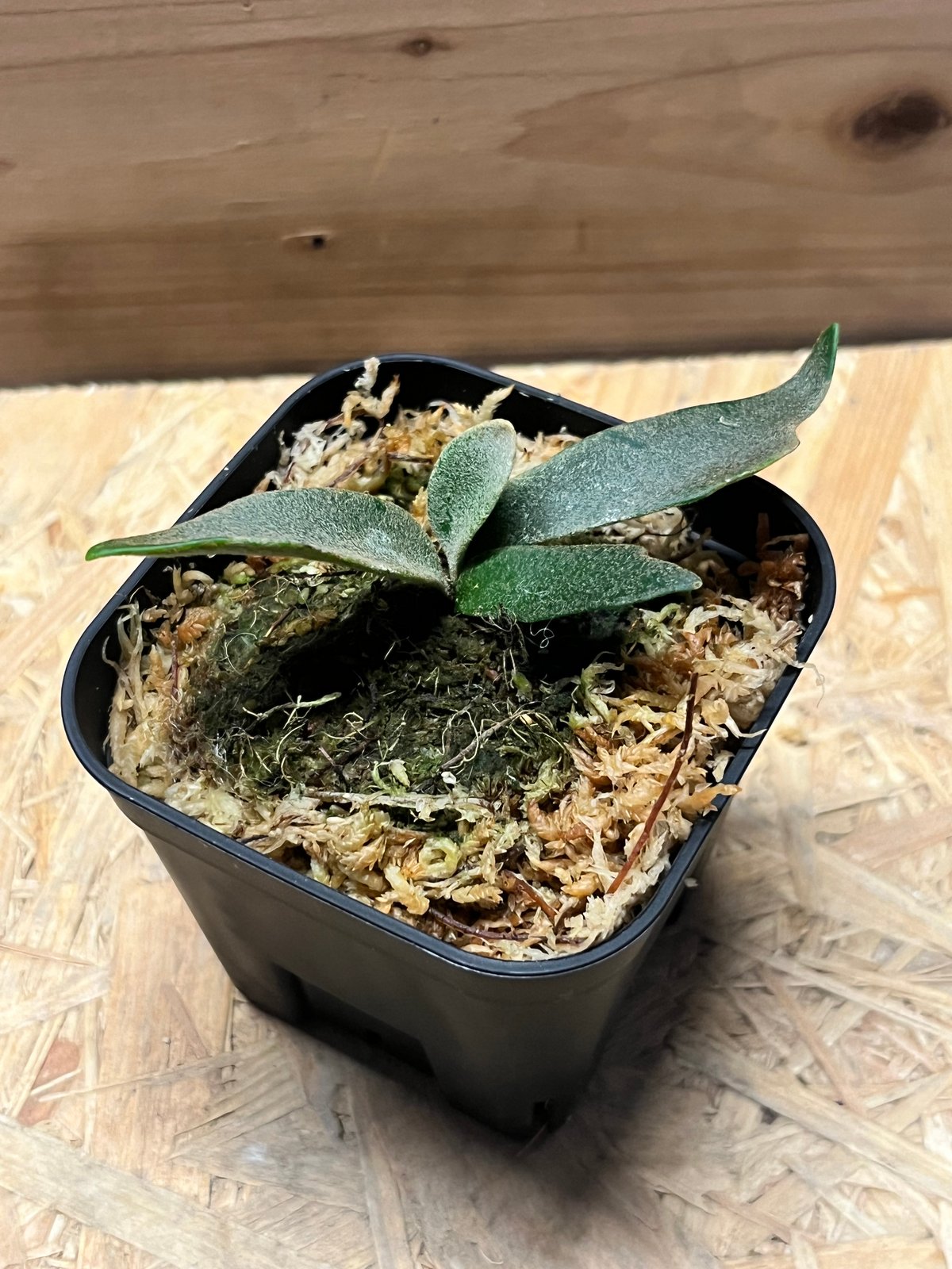 ビカクシダ ジェニー | GREEN LUCK