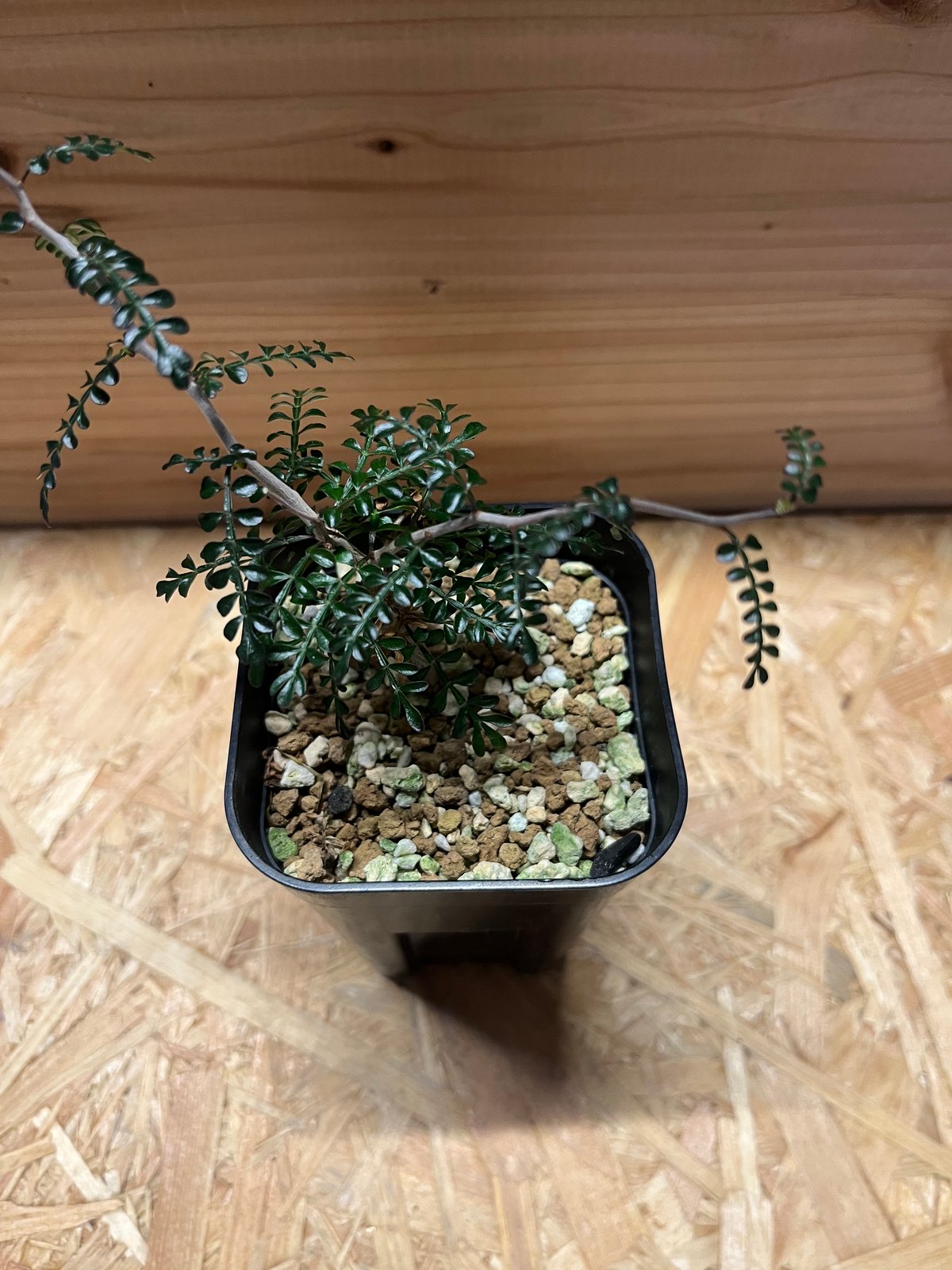 オペルクリカリア パキプス 実生 | GREEN LUCK