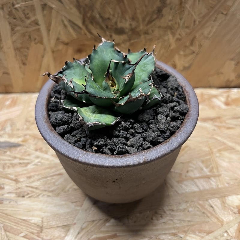 ホワイトホーク　アガベ 緑色 鋭い棘 四角形鉢　インドネシア産 ホワイトホーク アガベ 緑色 鋭い棘 四角形鉢 インドネシア産 趣味の