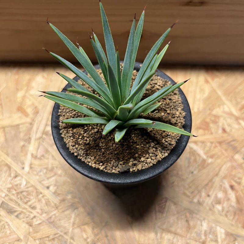 アガベ　ストリクタ　吹上 アガベ ストリクタ ' 吹上錦 ' Agave stricta variegata 完璧な