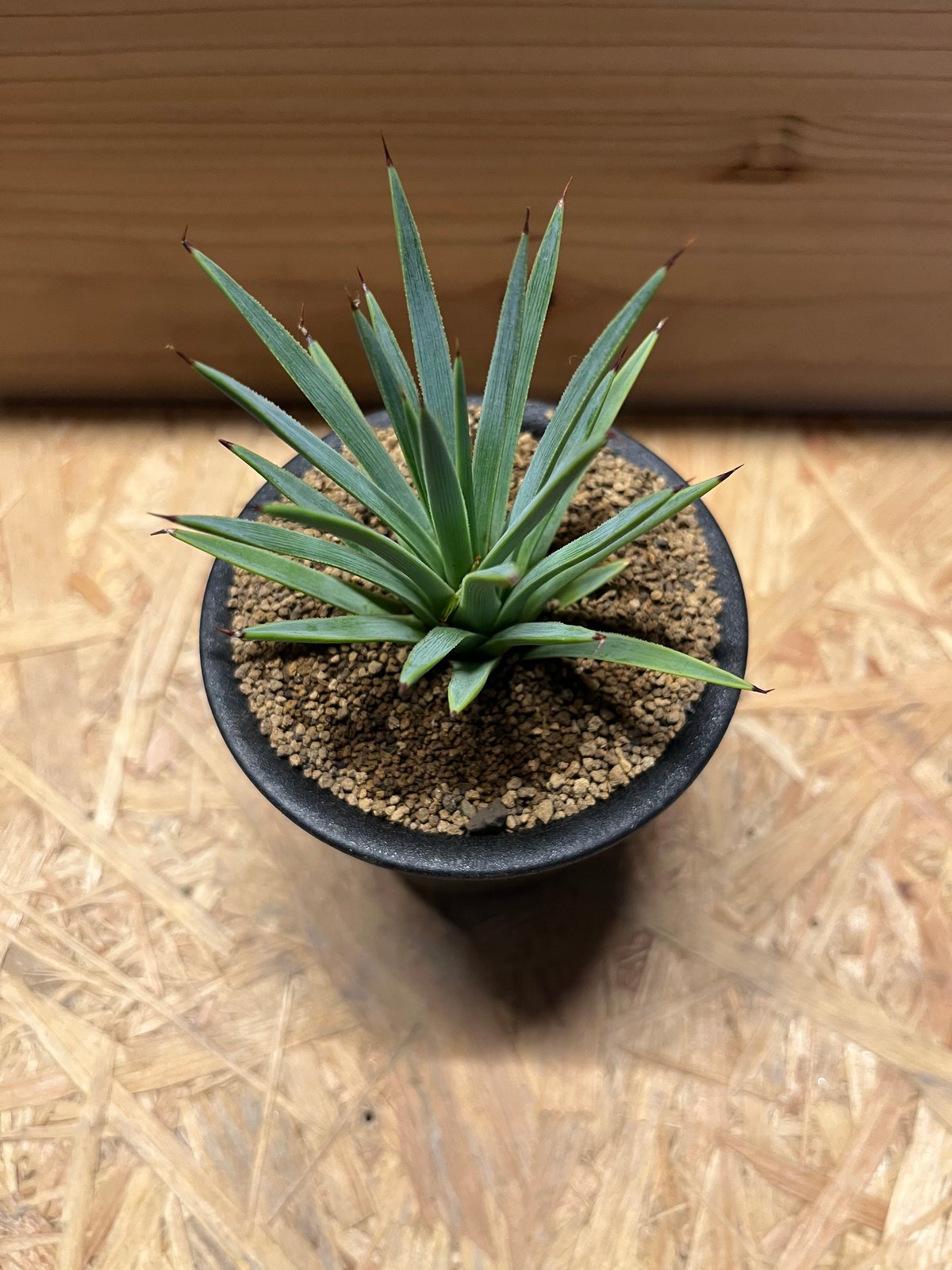 アガベ ストリクタ 吹上 | GREEN LUCK