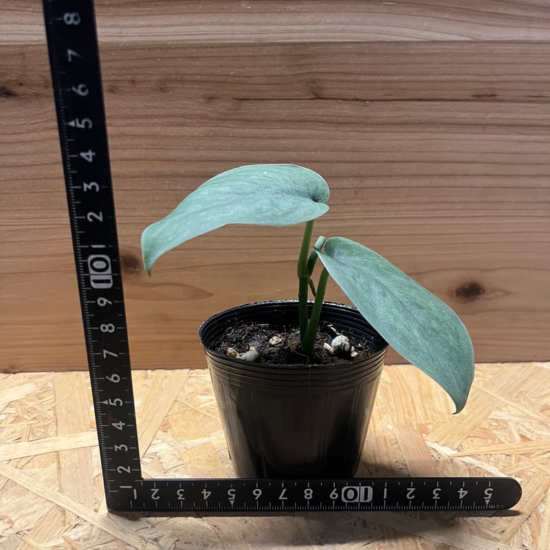 スキンダプサス プラチナ シルバーヒーロー | GREEN LUCK