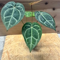 アンスリウム シルバークローム | GREEN LUCK