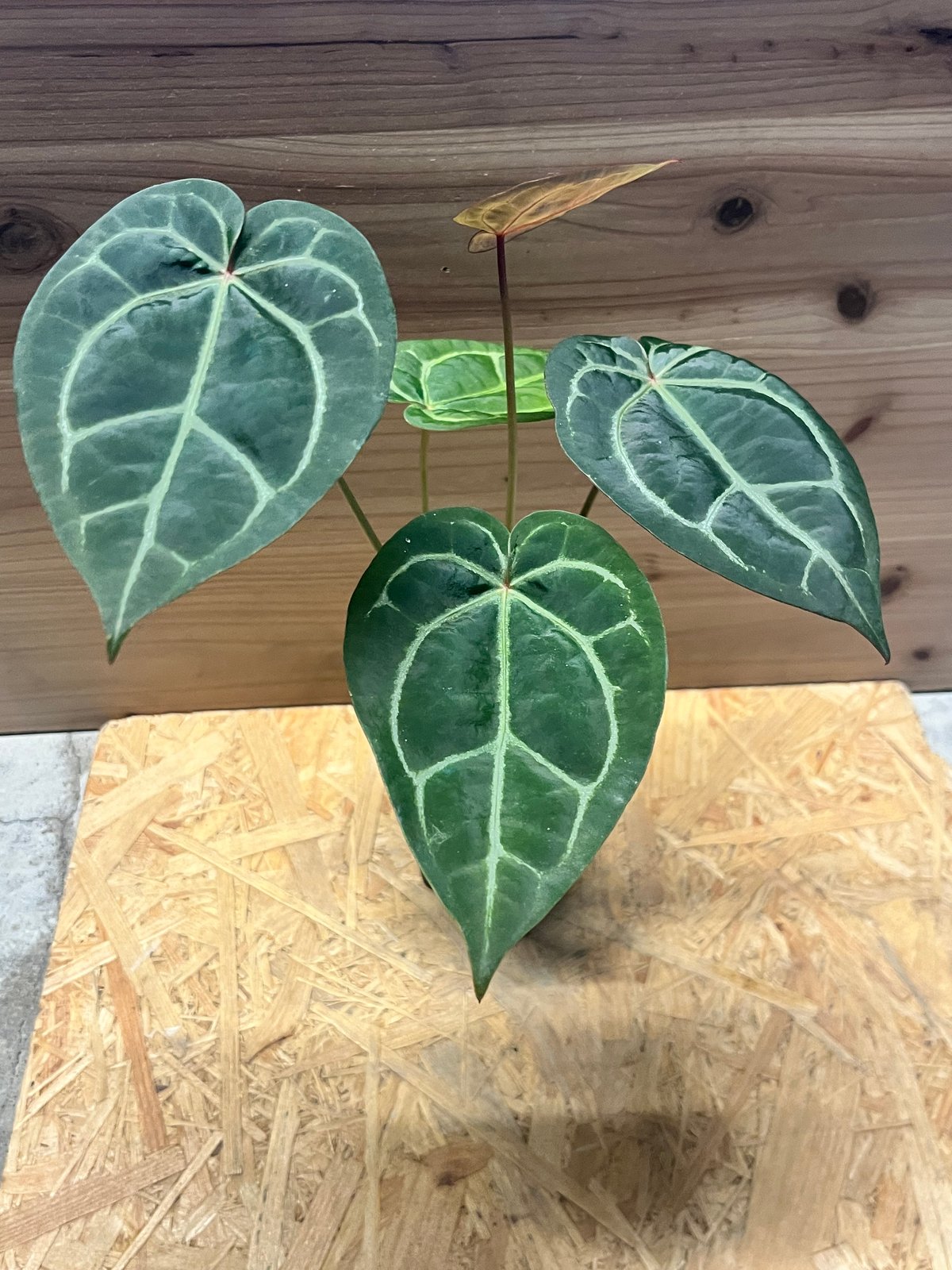 アンスリウム マグニフィカム'シルバー'×（ミシェル×ザラ）F3 | GREEN LUCK