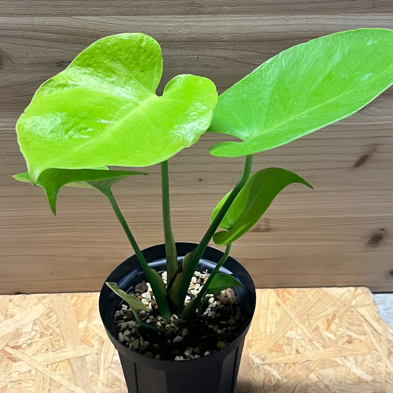 モンステラ デリシオーサ ゴールドリーフ | GREEN LUCK