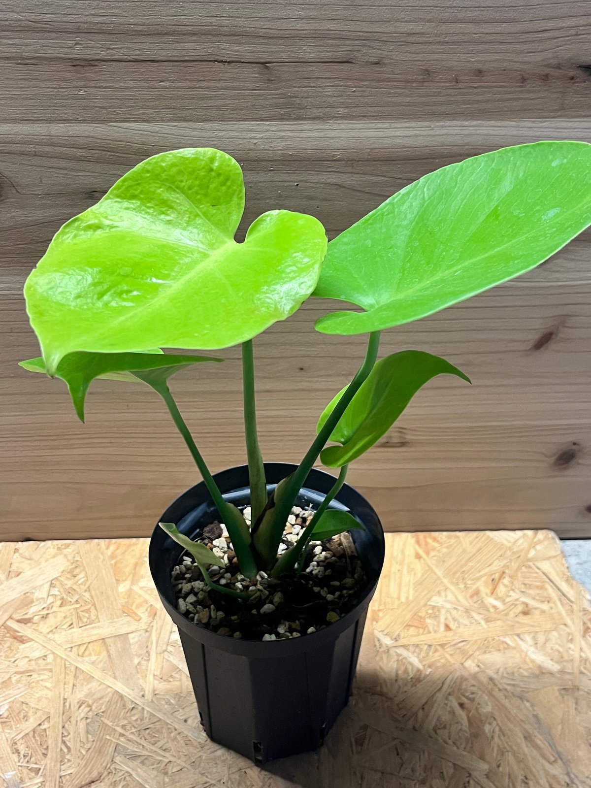 モンステラ デリシオーサ Monstera deliciosa 'Gold Monster' 新種