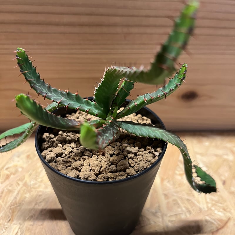 ユーフォルビア ステラータ 飛竜 | GREEN LUCK