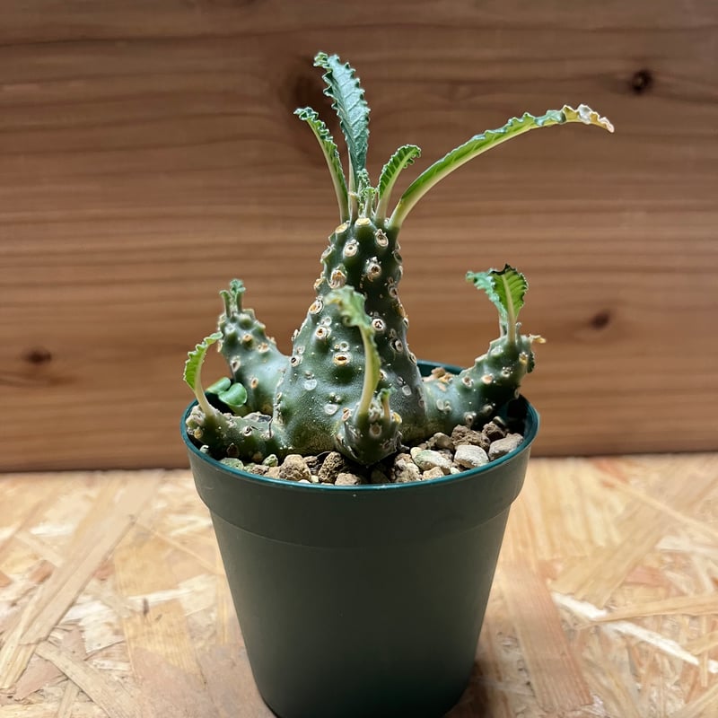 ドルステニア ラブラニー | GREEN LUCK