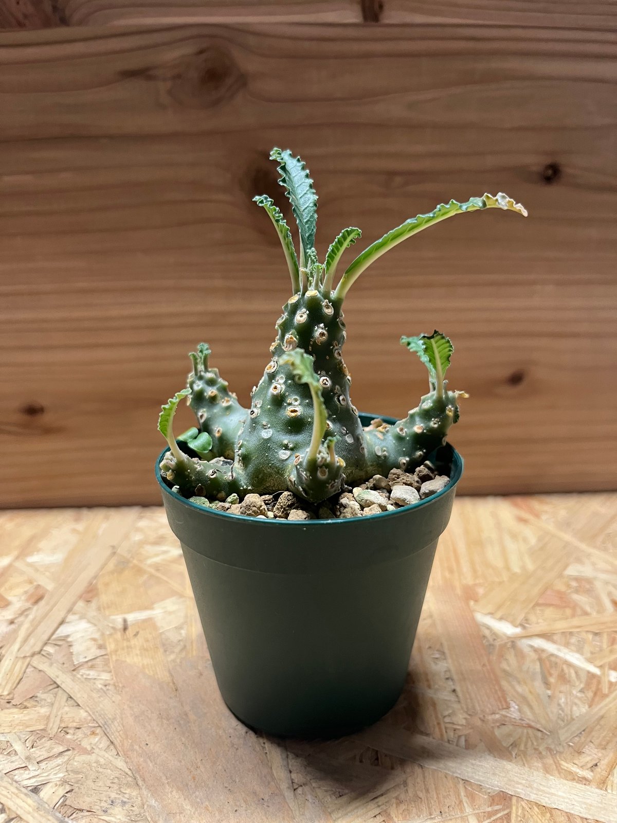 ドルステニア ラブラニー | GREEN LUCK