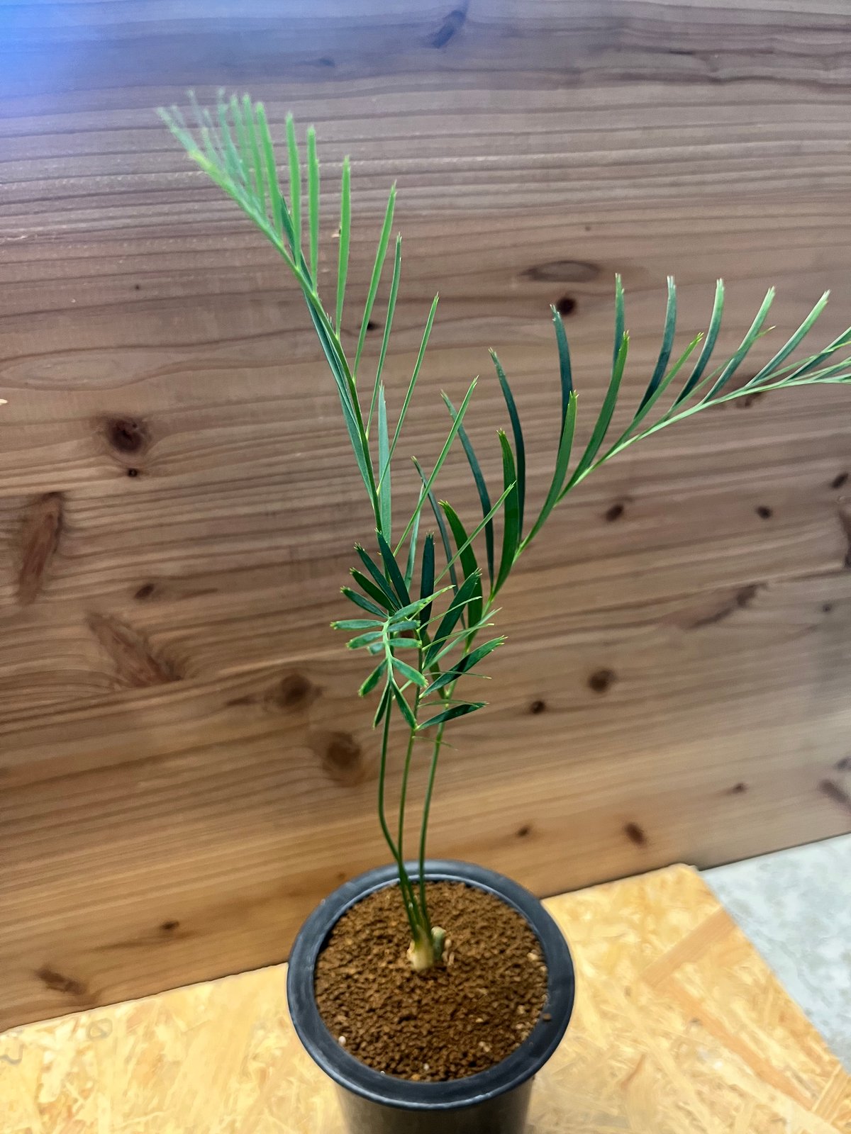 マクロザミア　ムーレイ マクロザミア ムーレイ | GREEN LUCK