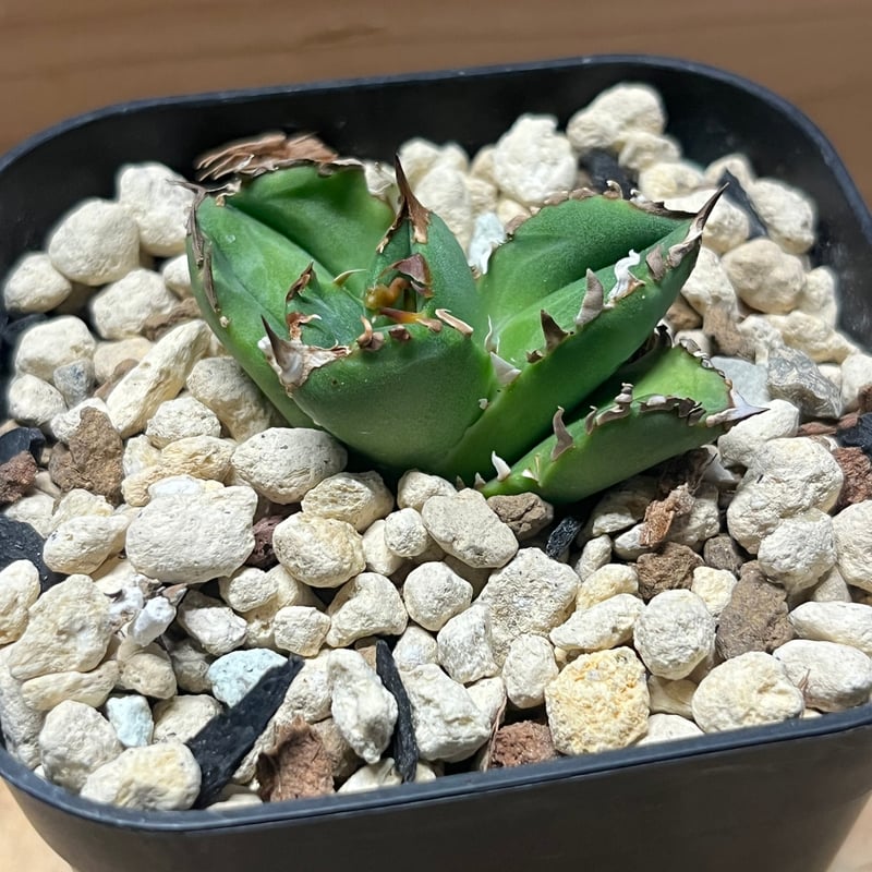 アガベ チタノタ クラウン | GREEN LUCK