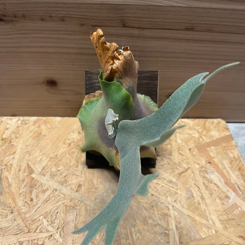 中株サイズ dwarf tatsuta ドワーフタツタ スポア ビカクシダ ドワーフタツタ | GREEN LUCK