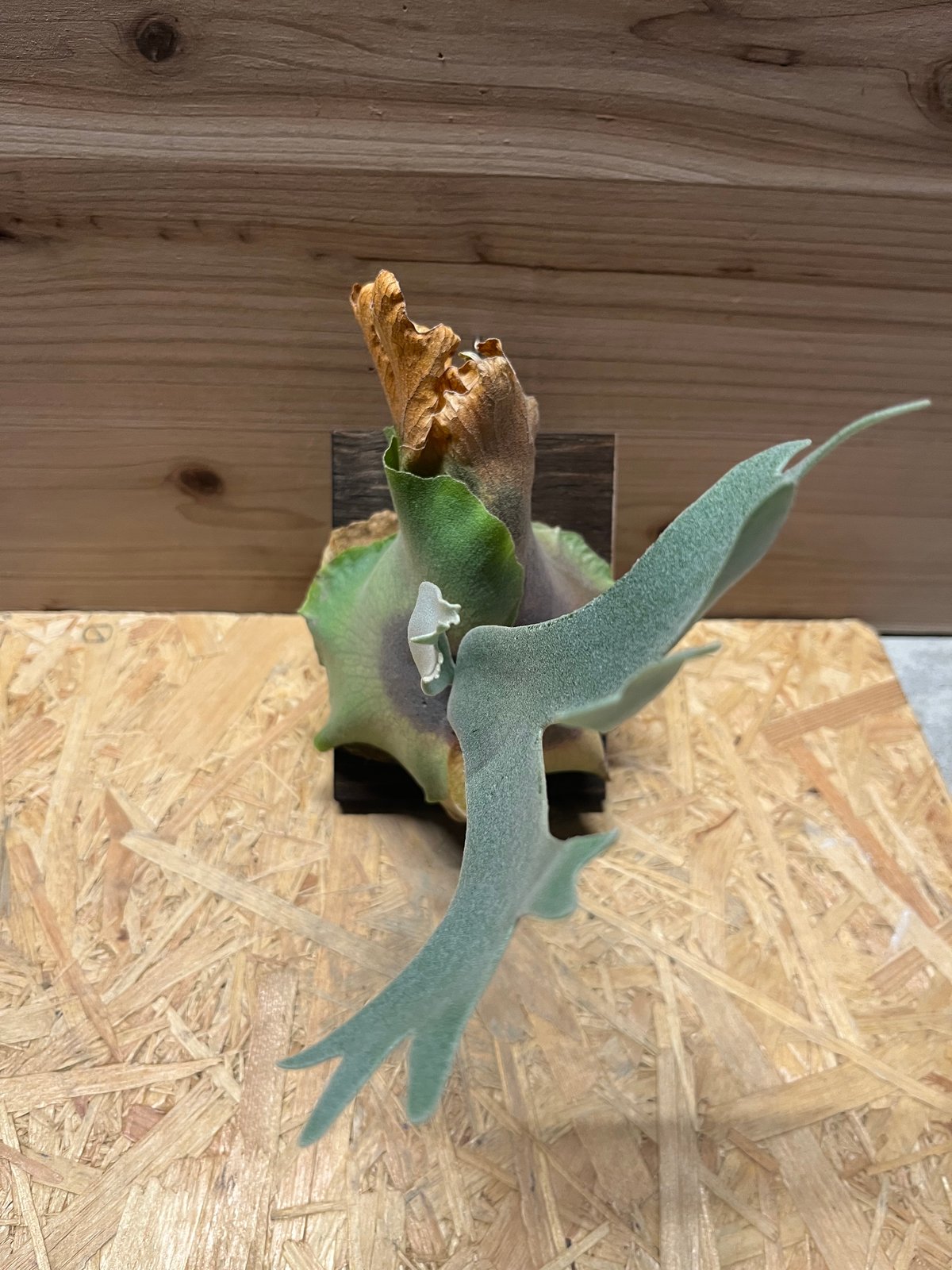 中株サイズ dwarf tatsuta ドワーフタツタ スポア 中株サイズ dwarf tatsuta ドワーフタツタ スポア