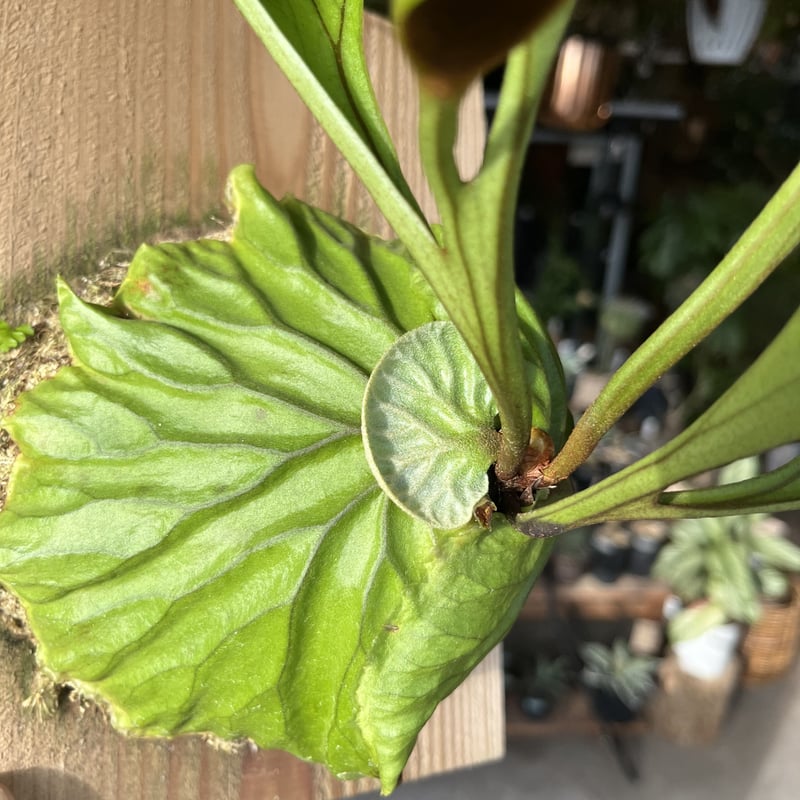 ビカクシダ リドレイ | GREEN LUCK