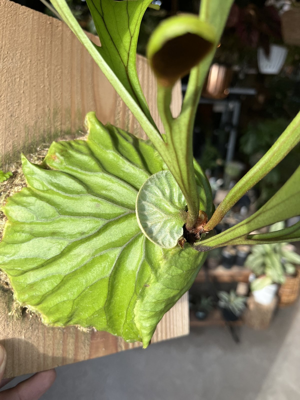 ビカクシダ リドレイ | GREEN LUCK