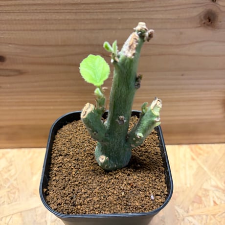 アデニア　ケラマンサス