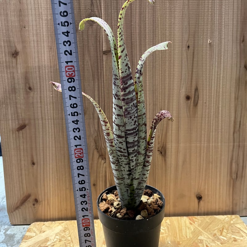 ケスネリア マルモラータ ティムプローマン | GREEN LUCK