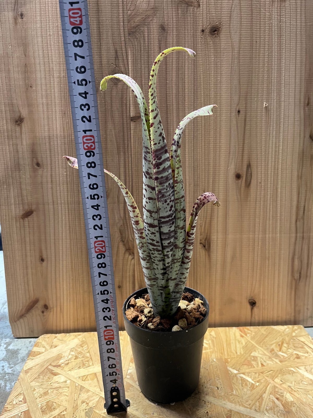 ラファエル　オリベイラ　ケスネリア　マルモラータ　斑入り ケスネリア マルモラータ ラファエルオリベイラ | GREEN LUCK