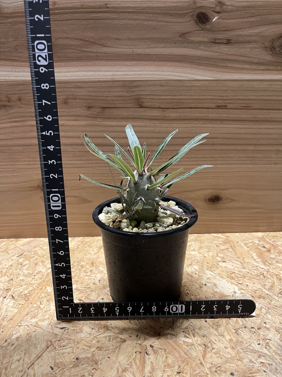 パキポディウム カクチペス | GREEN LUCK