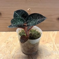 アンスリウム パピリラミナム【Guna Yala】×レッドダークフェニックス