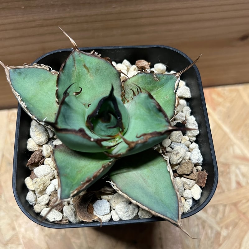 アガベ チタノタ ソルティードッグ | GREEN LUCK