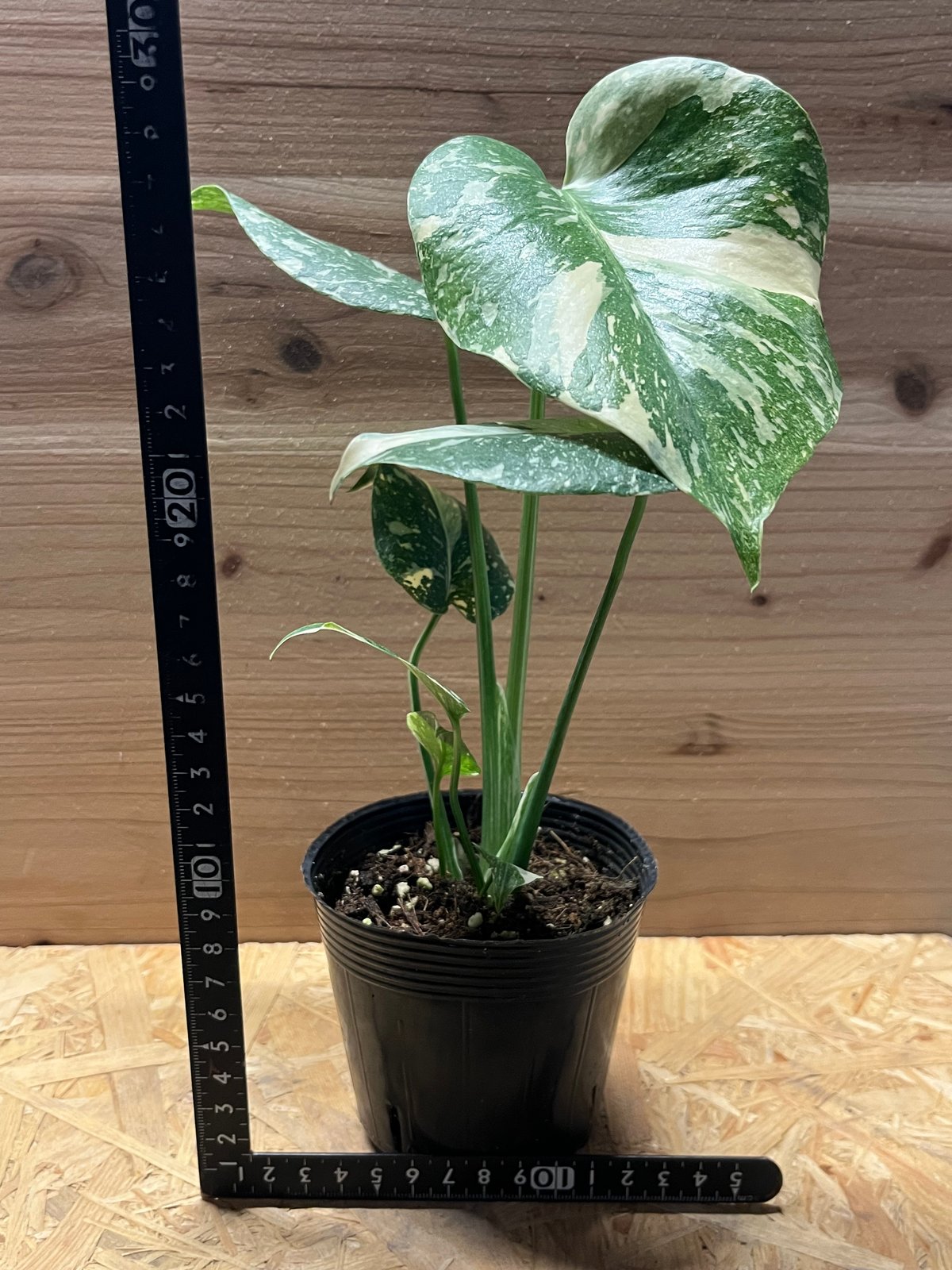 ① モンステラ　デリシオーサ　タイコンステレーション　極斑　美斑　ハイグレード株 観葉植物】①モンステラ デリシオーサ タイコンステレーション