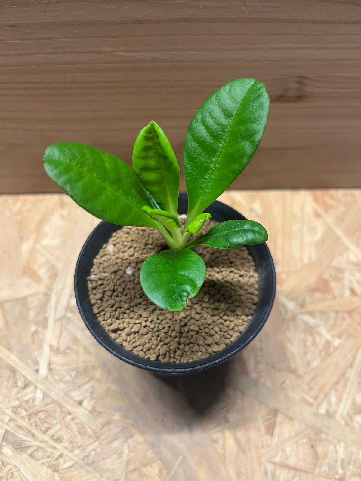 ユーフォルビア ラメナ | GREEN LUCK