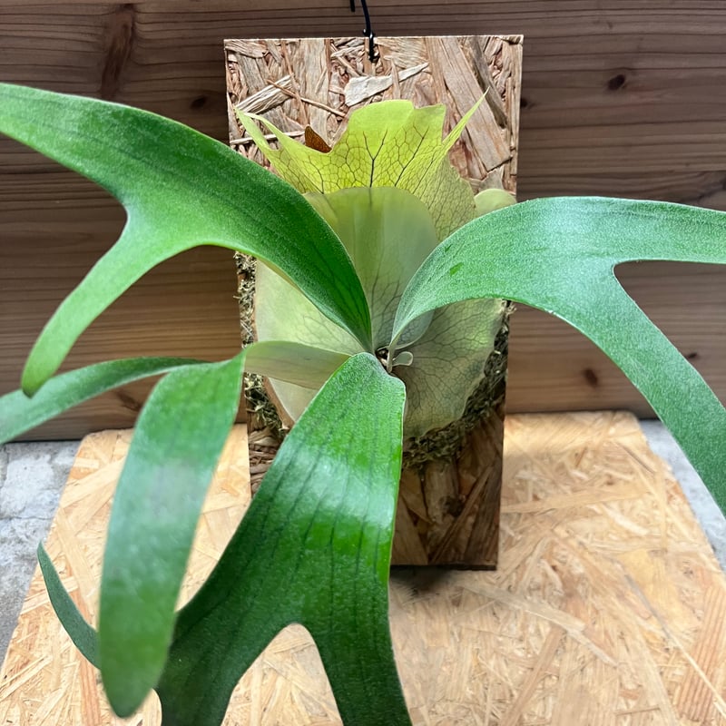 teru様　ご確認用　ビカクシダ ビカクシダ 'トサカ' | GREEN LUCK