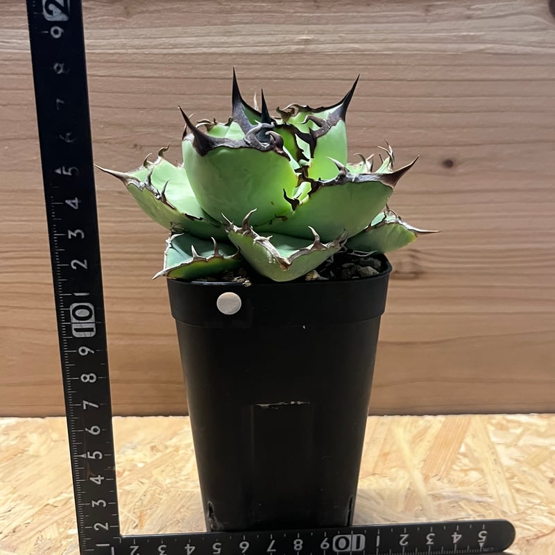 アガベ チタノタ USノーネーム | GREEN LUCK