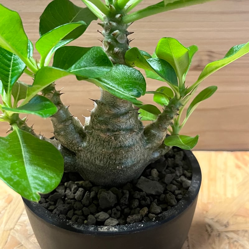 5/6特別価格　パキポディウム ウィンゾリー ① パキポディウム ウィンゾリー | GREEN LUCK