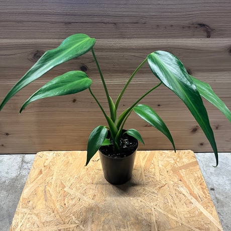 バールマルクスフレーム | STORES