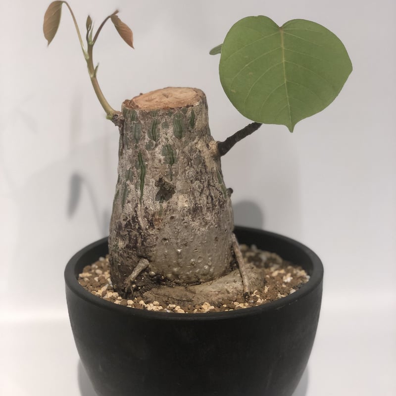 ボンバックス エリプティクム | GREEN LUCK