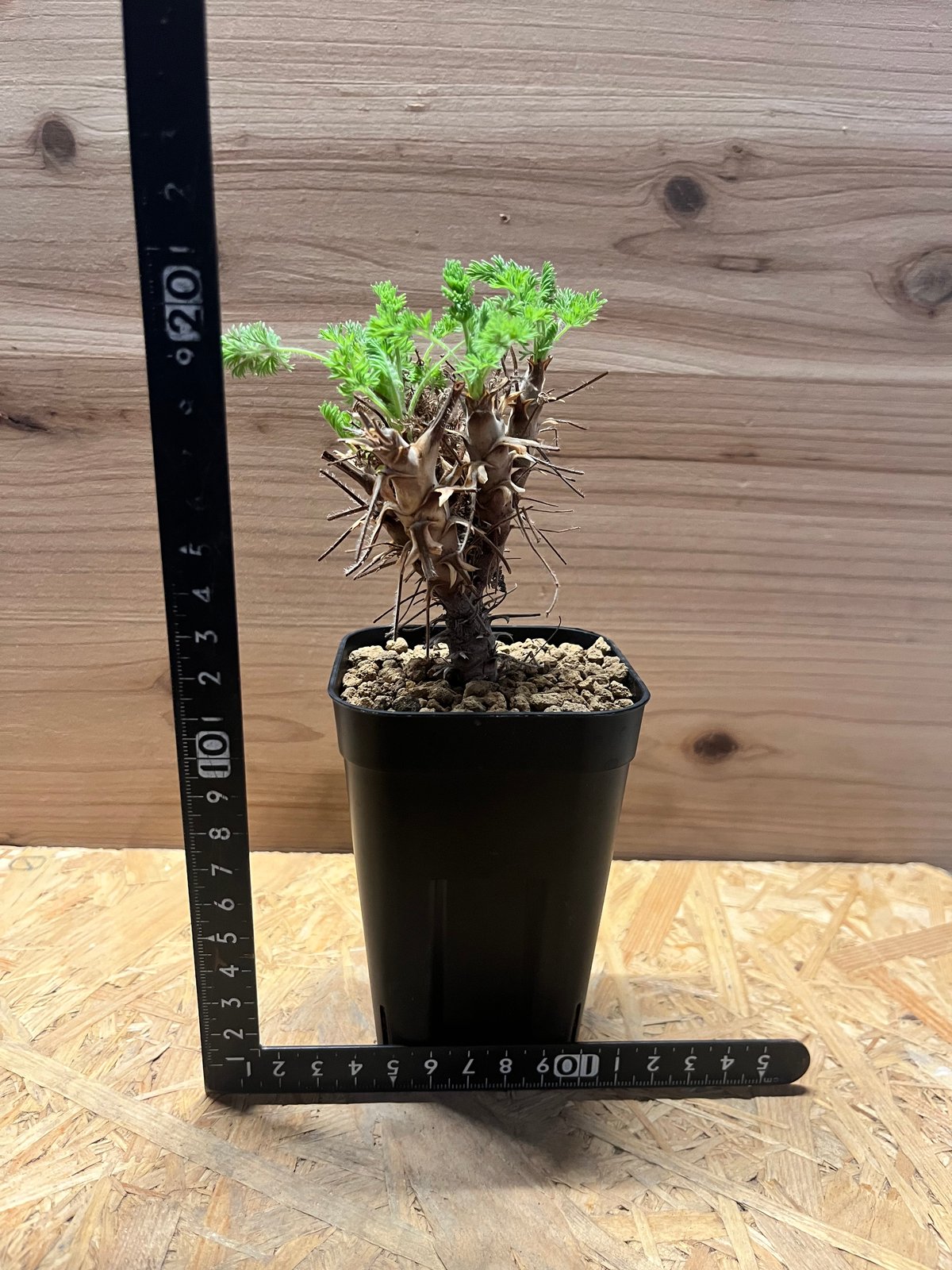 ペラルゴニウム ヒルツム | GREEN LUCK