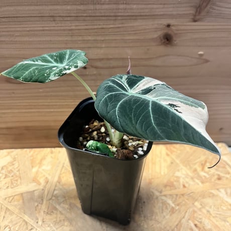 アロカシア | STORES