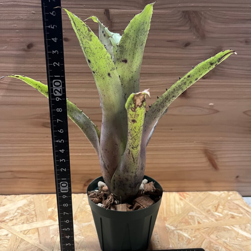 ホヘンベルギア　sp. レメ#2203　最終価格　10月31日終了 ホヘンベルギア sp. レメ#2203 最終価格 10月31日終了 - メルカリ