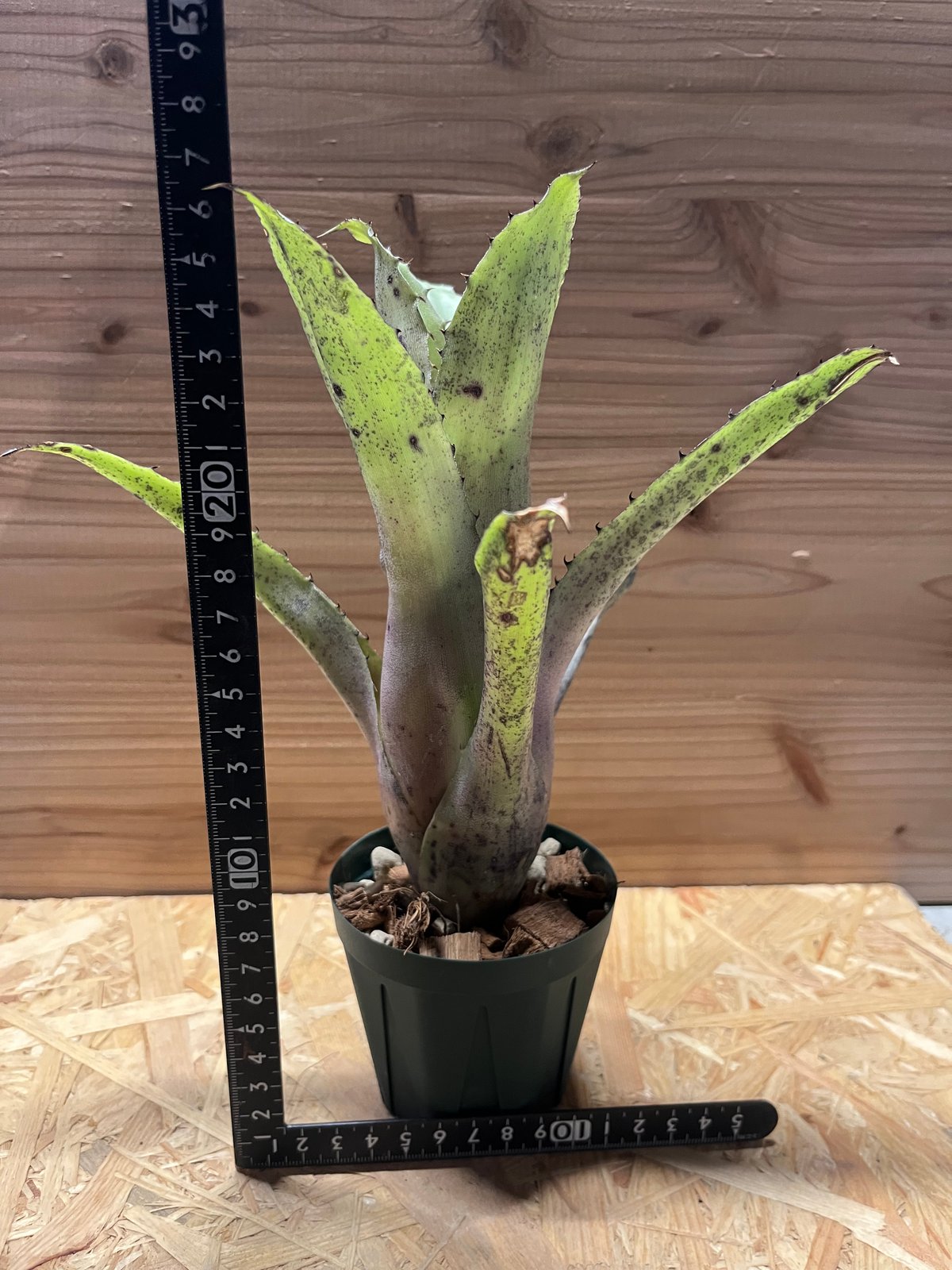 ホヘンベルギア　sp. レメ#2203　最終価格　10月31日終了 ホヘンベルギア sp.Leme #2203 | GREEN LUCK