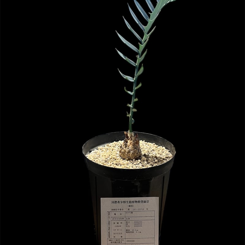 エンセファラルトス ホリダス | GREEN LUCK