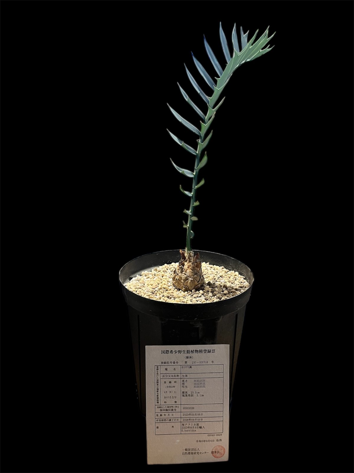 エンセファラルトス ホリダス | GREEN LUCK