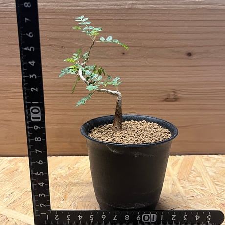 パキコルムス　ディスカラー　象の木