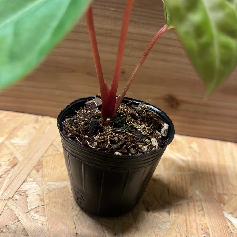 アンスリウム ハイブリッド aff.besseae×Magnificum Verde | GR