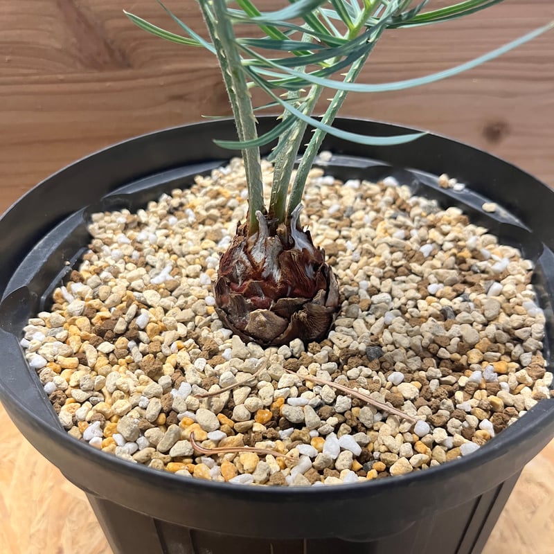 サイカス コッツシアーナ | GREEN LUCK